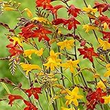 国華園　春植え球根　クロコスミア大輪セット　2色40球【※発送が国華園からの場合のみ正規品です】