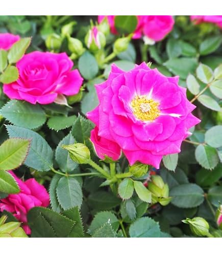 Amazon.co.jp: ミニバラ チェリータルト 花苗 絞り : DIY・工具・ガーデン