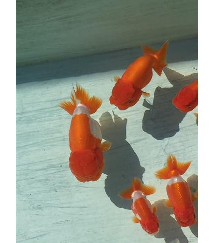 Amazon.co.jp: 国産 らんちゅうⅬ 宇野系(全長約7cm) [生体] 創業35 