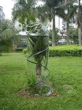 Zenport SH3240E Portable Pop-Up Greenhouse for Small Plants/Shrubs, 6-Feet High [並行輸入品]