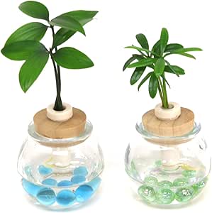 Amazon 日本古来の樹木シリーズ 良縁を結ぶ梛 ナギ の木 槇 マキ の木 花言葉 慈愛 色あせぬ恋 と タマビン 2個セット 土なし 清潔 水やり簡単 セラハイト 観葉植物 オンライン通販