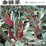 金時草（水前寺菜）３号（直径9cm）ポット苗