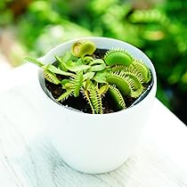 6116DYPsIDL._AC_UL210_SR210,