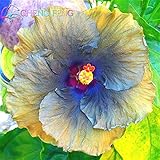 50粒/袋ジャイアントハイビスカスフラワーシーズガーデン＆ホーム多年生鉢植えの花幸せな農場ハイビスカス盆栽草の種