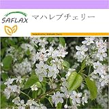 SAFLAX - マハレブチェリー - 30 個の種。 - Prunus mahaleb