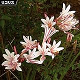 国華園　夏植え球根 リコリス インカルナータ 6球【※発送が国華園からの場合のみ正規品です】