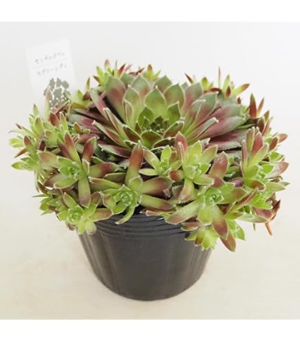 Amazon｜多肉植物 caセンペルビウム メッテニー錦 多肉植物 斑入り