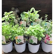 バーニングハーブ 10個セット 611AELWzq1L._AC_UL210_SR210,