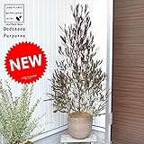 LAND PLANTS ドドナエア テラコッタ鉢