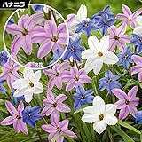 国華園　秋植え球根 ハナニラ (アイフェイオン) 桃 シャーロットビショップ 10球【※発送が国華園からの場合のみ正規品です】