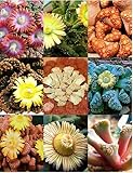 158 葉の先がぶつぶつした質感の多肉植物・チタノプシス属。本当にキモ可愛い植物です。が、花を咲かせた姿は見るものを魅了します。 mix種子 10粒 [並行輸入品]