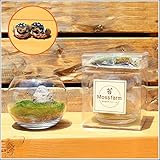 【苔】富士の苔テラリウムキット（小鳥付）
