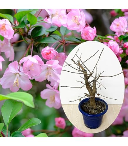 Amazon.co.jp: 庭木・植木：花海棠（ハナカイドウ）＊かいどう桜 は