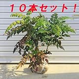 庭木：柊南天（ヒイラギナンテン）　H：50㎝　10本セット！