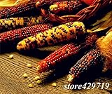 2016 NEW年間の家庭菜園の野菜の種のための20コーンの種子観賞用カラーレインボーコーン盆栽