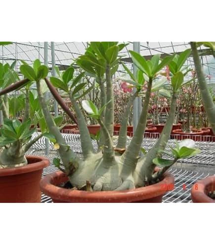 Amazon.co.jp: 【10粒入り】種子パキポディウム・グラキリス種