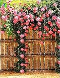 200/bag Climbing Roses Seeds rose flower seeds for home garden planting