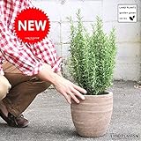 LAND PLANTS ローズマリー テラコッタ鉢