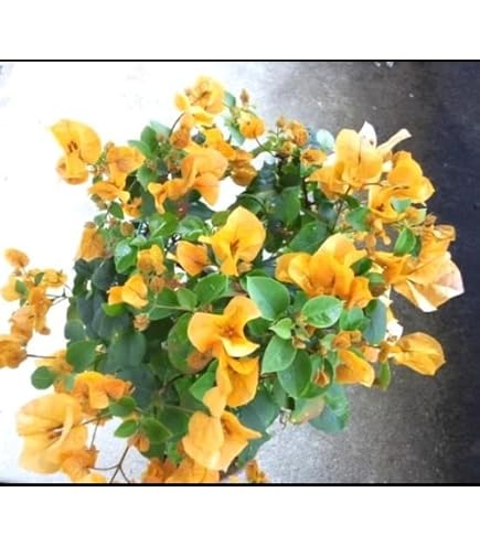 Amazon｜ブーゲンビリア 鉢植え 斑入り｜観葉植物 オンライン通販