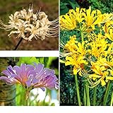 国華園　夏植え球根 リコリスAセット 3種11球【※発送が国華園からの場合のみ正規品です】