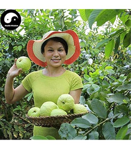 Amazon.co.jp: グアバの種 (100) : DIY・工具・ガーデン