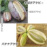 国華園　果樹苗　厳選アケビセット　2種2株【※発送が国華園からの場合のみ正規品です】