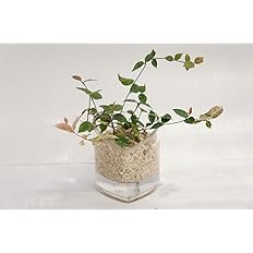 Amazon 可愛いガラス製のハート器に観葉植物を入れました 土を使っていないから虫が発生しません 観葉植物 ハイドロカルチャー ハート器 サンゴ砂 観葉植物 オンライン通販