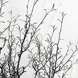 コロキア：ワイヤースター3号ポット2株セット[針金のようなユニークな姿が人気！] ノーブランド品