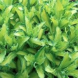 【6号鉢大株】セダム「オータム・デライト」