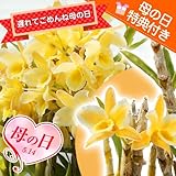 遅れてごめんね母の日 鉢植え花ギフト 『洋ラン母の日「母想い」ギフト　花言葉：思いやり』　花色が変わるデンドロビューム