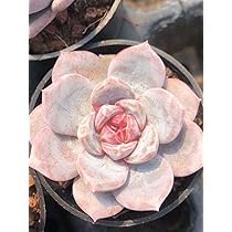 Amazon.co.jp: 種 多肉植物 エケベリア ジャムオレンジモンロー