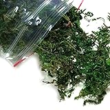 Green Mossフェイク植物Groundcover Heath Pearlwort Sagina subulataバスケット装飾2 oz
