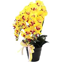 Amazon Co Jp 売れ筋ランキング 胡蝶蘭 の中で最も人気のある商品です