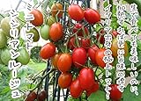 【てしまの苗】接木ミニトマト/シシリアンルージュ　 　9cmポット