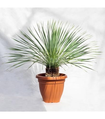 Amazon.co.jp: Yucca potosina ユッカポトシナ レア種 大型ブルー