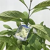 アメリカヒトツバタゴ　6年生苗