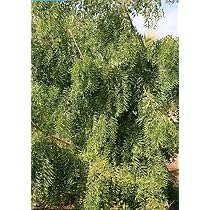 Amazon.co.jp: 【種子】Azadirachta indica◇インドセンダン/ミラクル