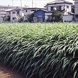 【種 2kg】 ギニアグラス ソイルクリーン 畑作 線虫抑制 緑肥 [播種期：5～8月] 雪印種苗 米S代不