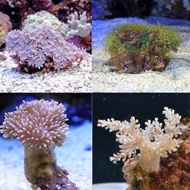 巨大飾りサンゴ　テーブルサンゴ 楽天市場】テーブルサンゴ 飾りサンゴの通販