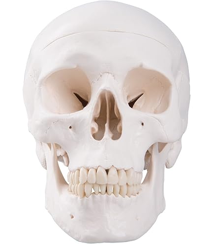 Amazon.co.jp: ビーバーの頭蓋骨の標本-本物の動物の頭蓋骨-1：1等身大