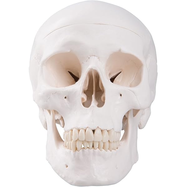 コンパス顔面骨骨折の治療 ベーシック編 | 坂本好昭 |本 | 通販 | Amazon