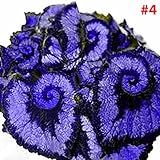 ベゴニアの花の種子コウルス種子の色ベゴニアの種子ユニークな美しい50個/バッグホームガーデン造園