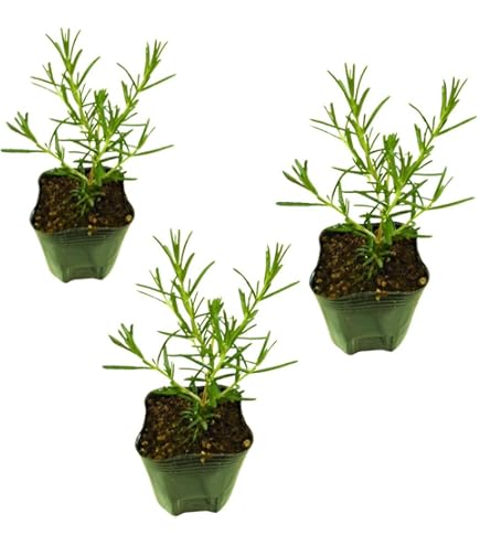 Amazon.co.jp: ハーブ ローズマリー 10種類から選べる 3号 (直径9cm