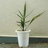 ナツメヤシ実生苗