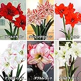 国華園 早咲八重咲球根アマリリスBセット 6種6球 (各1球)【※発送が国華園からの場合のみ正規品です】