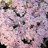 芝桜（シバザクラ） ：タマノナガレ(多摩の流れ） 4株セット ノーブランド品