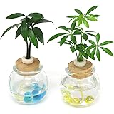 Amazon 日本古来の樹木シリーズ 良縁を結ぶ梛 ナギ の木 槇 マキ の木 花言葉 慈愛 色あせぬ恋 と タマビン 2個セット 土なし 清潔 水やり簡単 セラハイト 観葉植物 オンライン通販