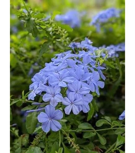 Amazon | ☆ルリマツリ（プルンバゴ） ブルー 1株 | 花