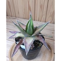 Amazon.co.jp: アガベ ワフアパンレッド Agave kerchovei Amazon.co.jp: アガベ ワフアパンレッド Agave kerchovei