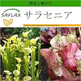 SAFLAX - サラセニア - 10 個の種。- より良い栽培のための土壌を含みます - Sarracenia flava/S. purpurea - Mix